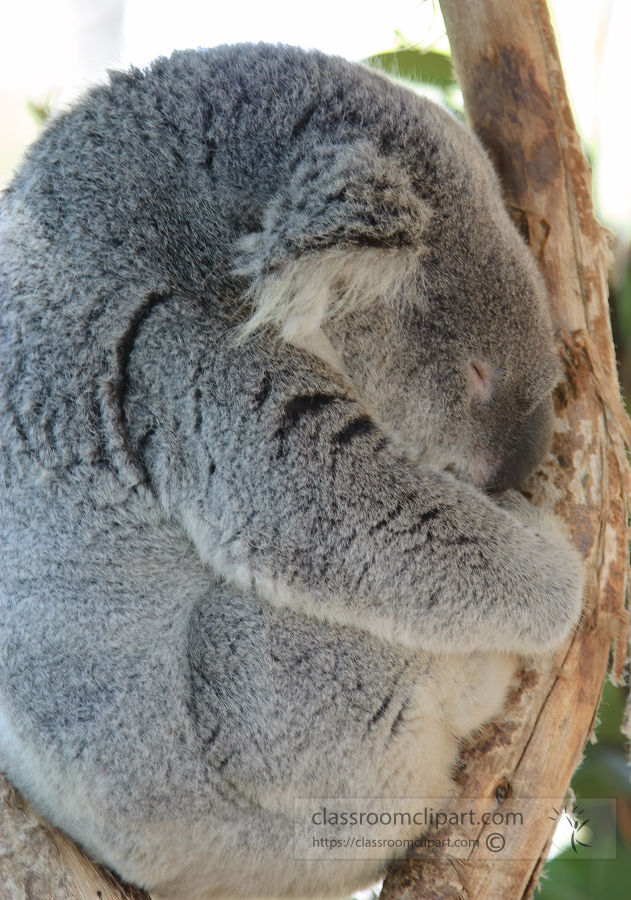 koala sleeping in a tree 072