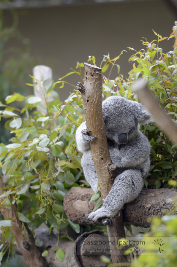 Koala Sleeping On Tree Trunk