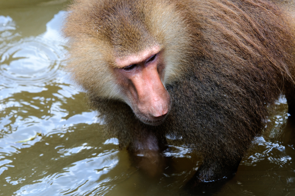 large baboon in water at singapore zoo