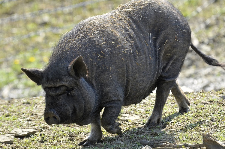 large gray pig photo 19