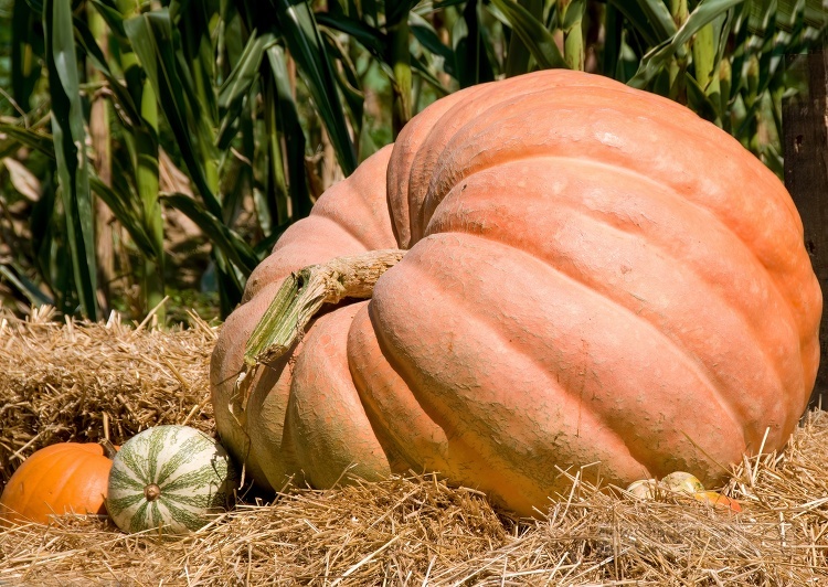 large orange pumpkin sits in a field of corn