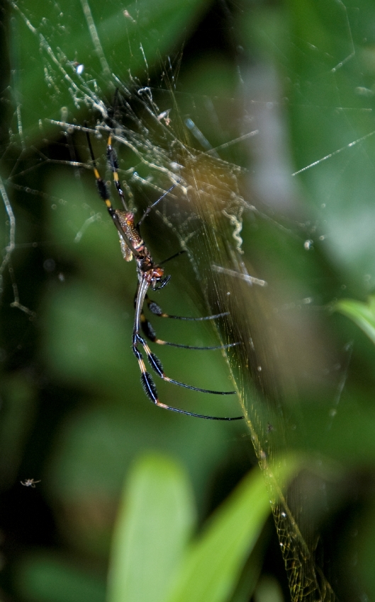 Large Spider On Web Costa Rica