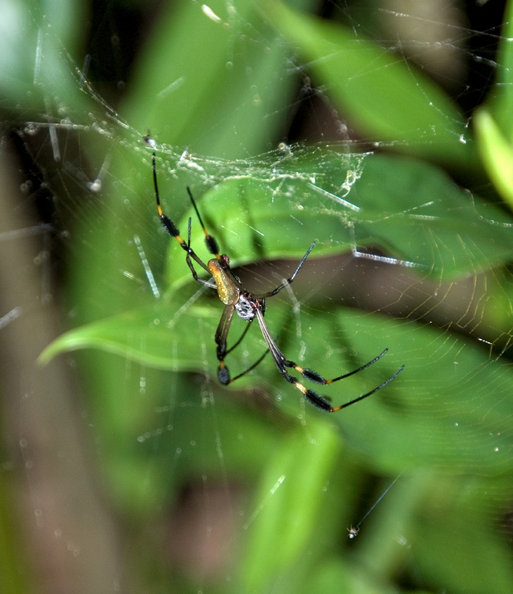 Large Spider On Web Costa Rica