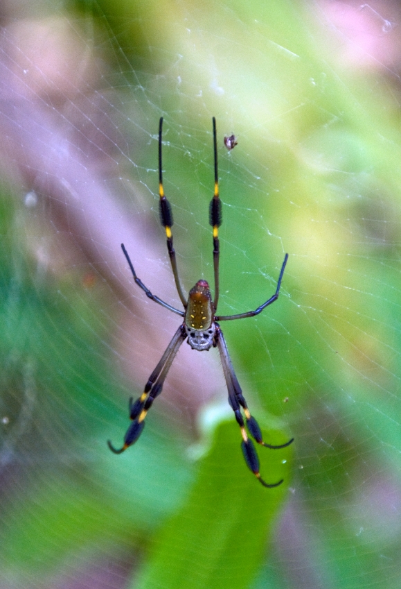 Large Spider On Web Costa Rica