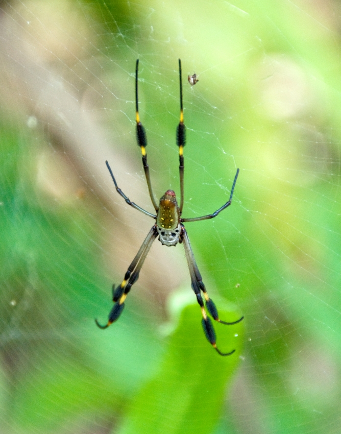 Large Spider On Web Costa Rica