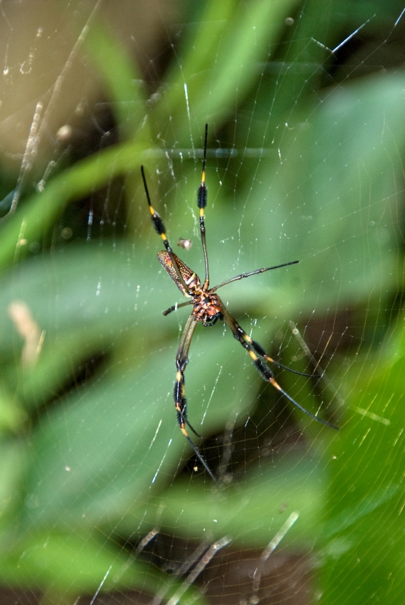 Large Spider On Web Costa Rica