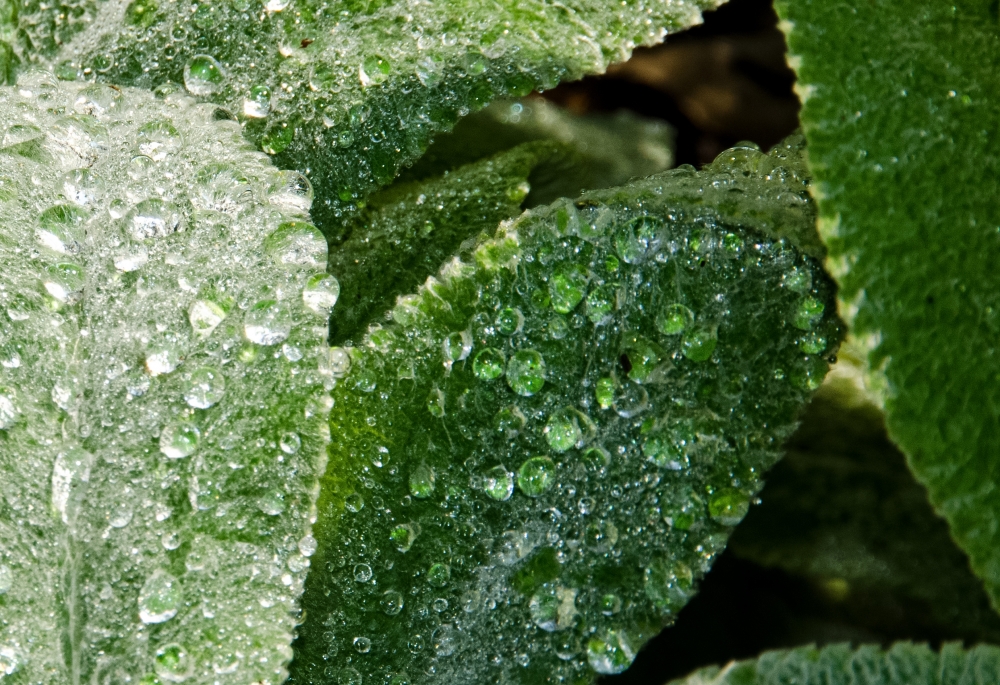 Leaf and Drops Water