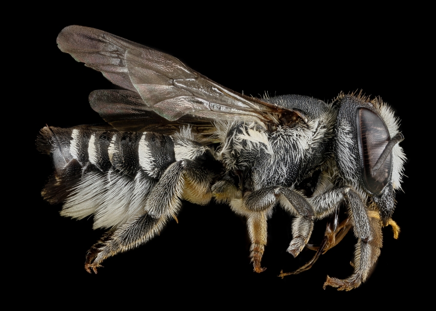 leaf cutter bees