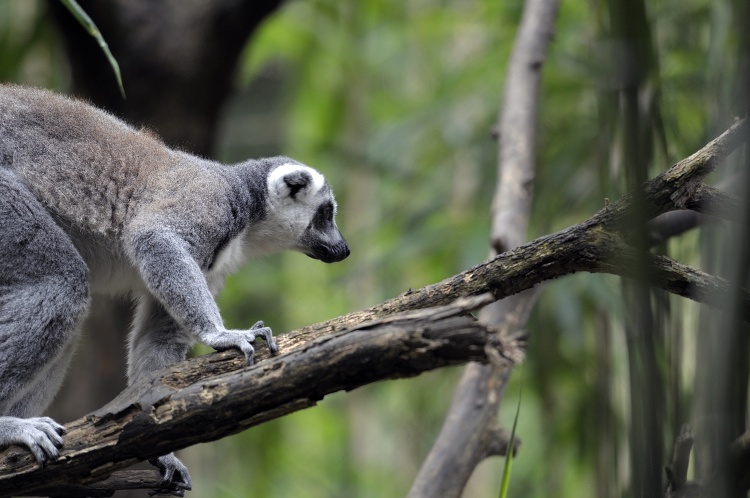lemur walking along tree branch