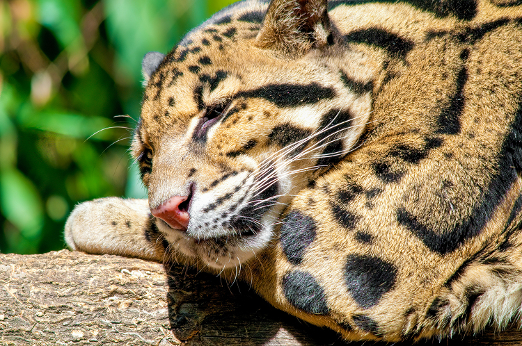 leopard sleeping on a tree log