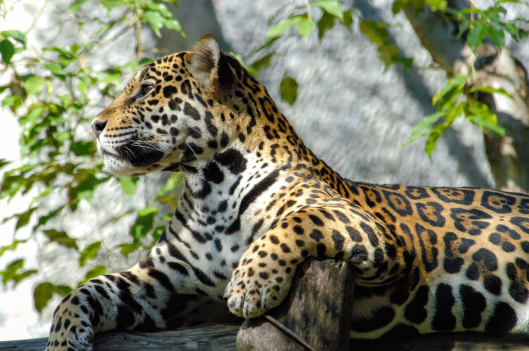 leopard-at-zoo-in-thailand_0209A-SharpenAI-Motion (1)