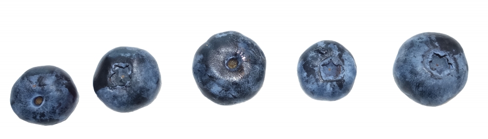 line of blueberries white background