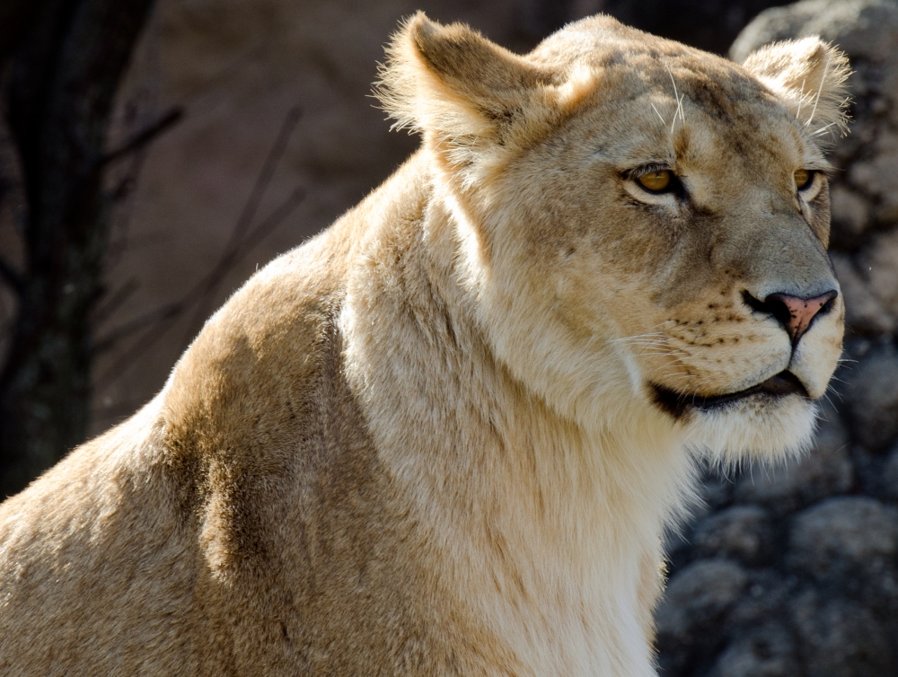 lion female side view