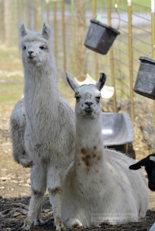 llamas at farm photo 52