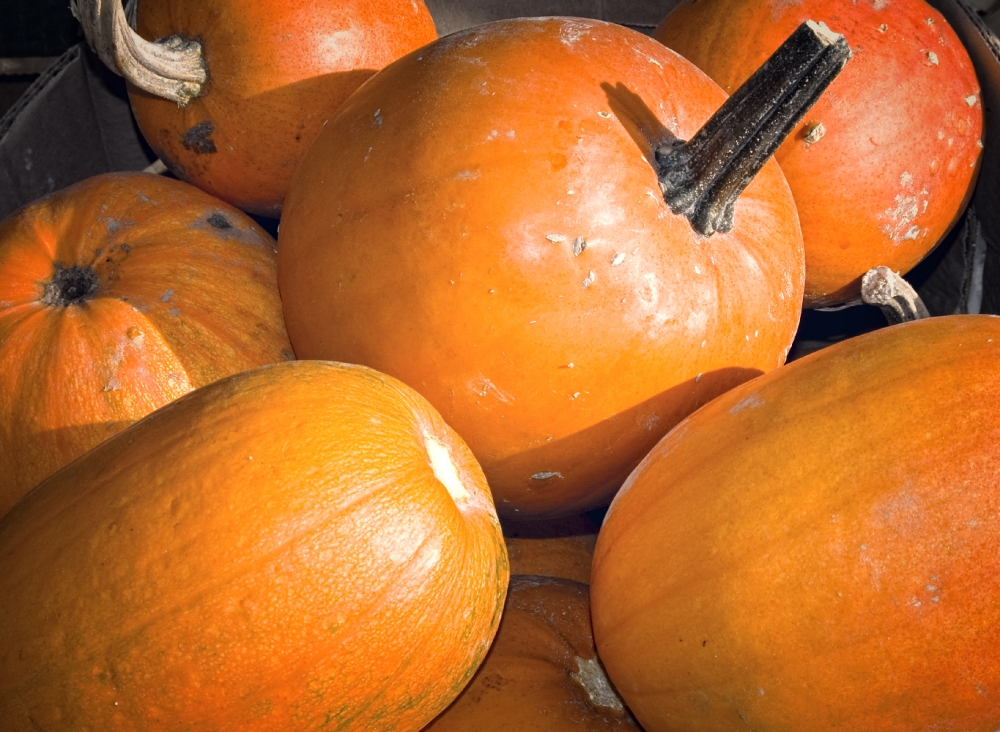 loose group of pumpkins