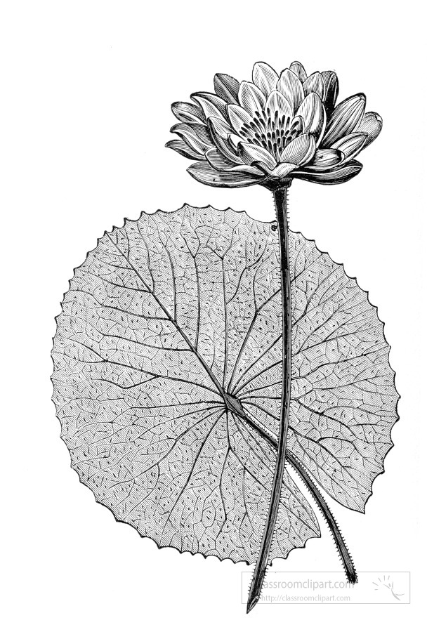 lotus flower nile river egypt