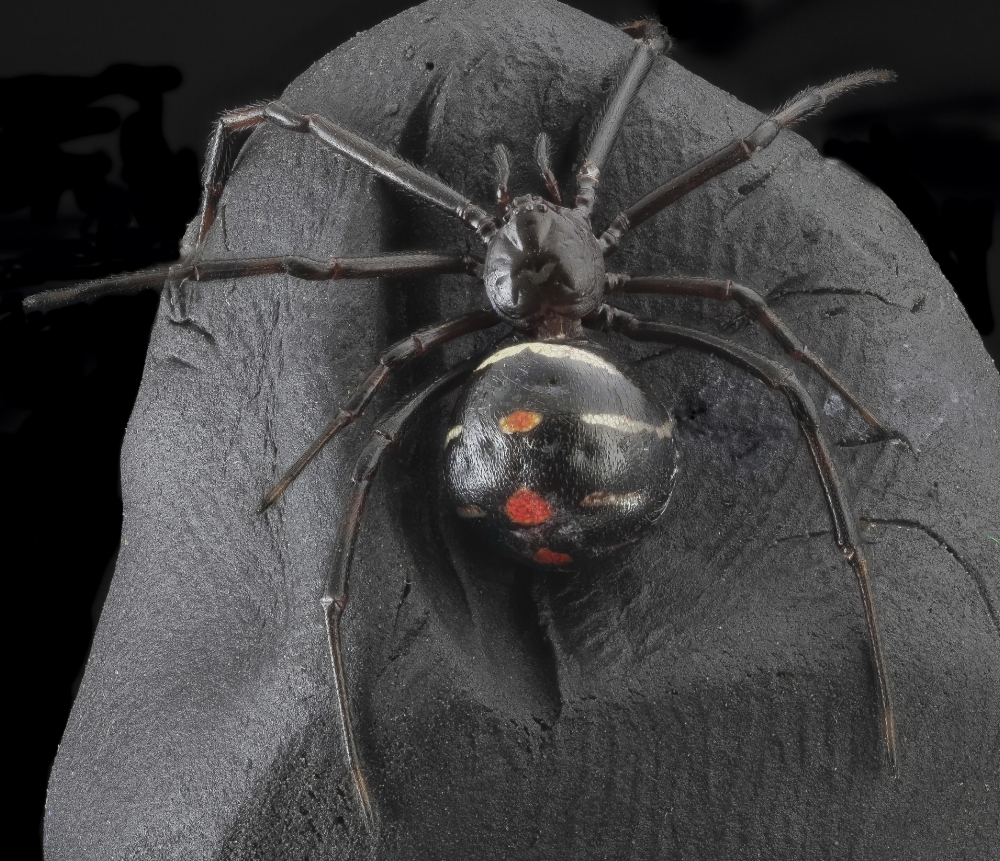 macro top view black widow