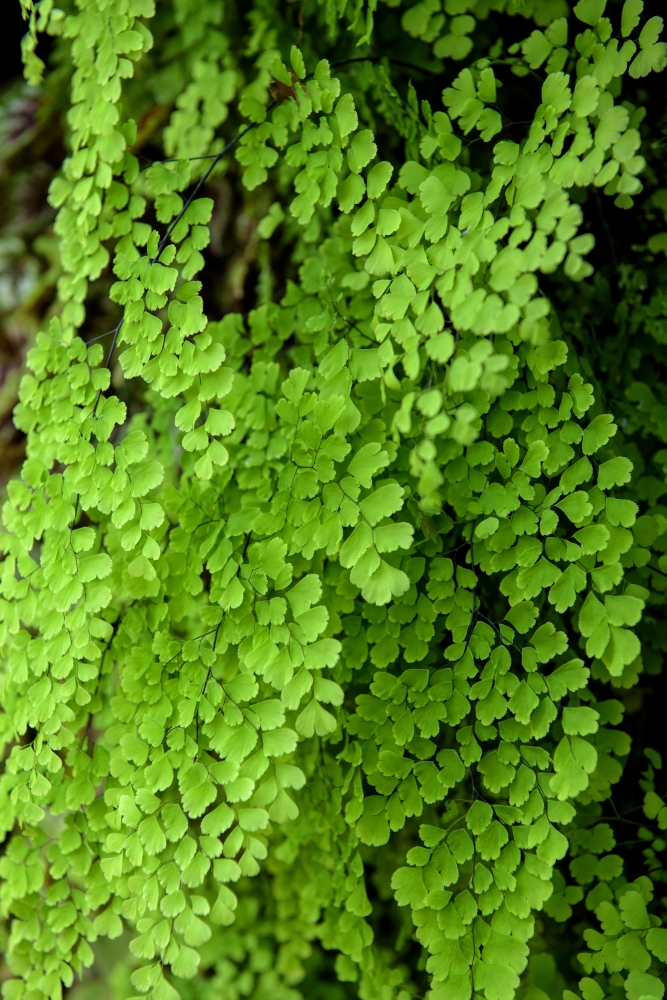 Maiden hair fern cloud forest photo 