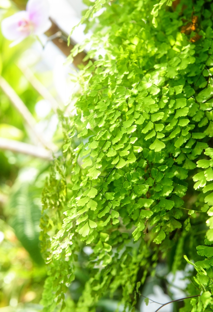 Maiden hair fern photo 