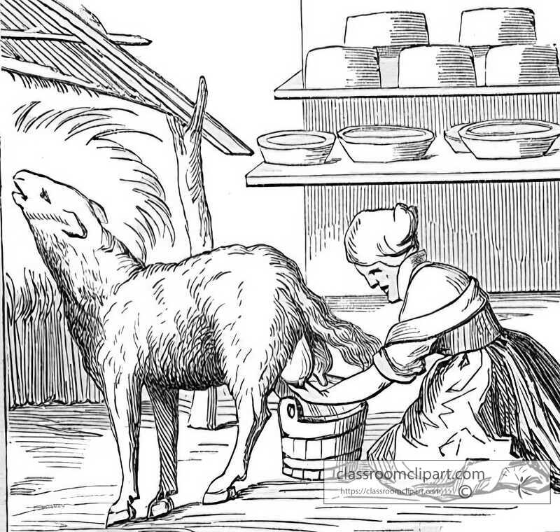 manufacture of cheeses in switzerland illustration