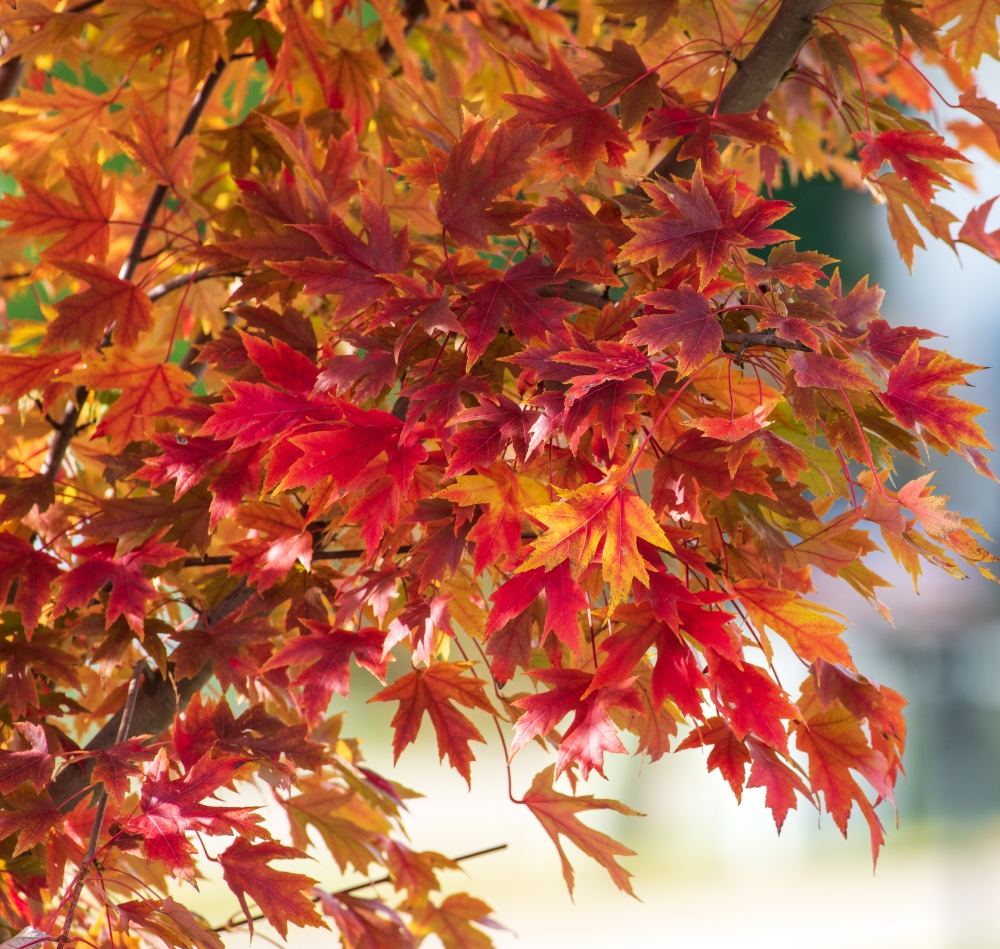 maple tree with colorful fall foliage 7655