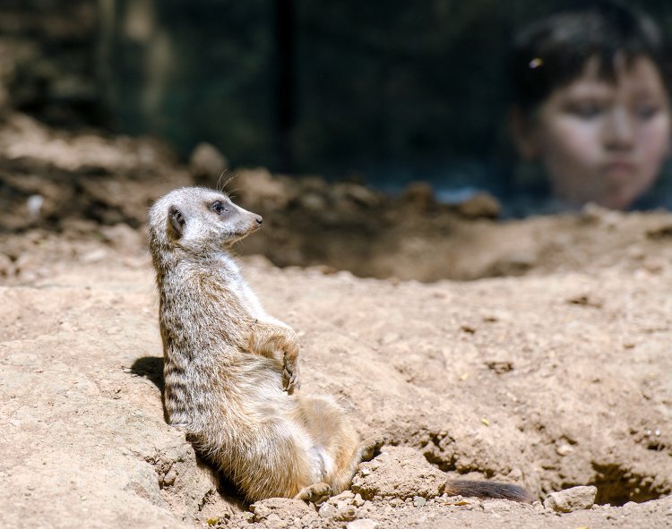 meerkat boy looing at 0491