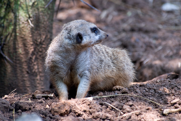 meerkat small mongoose animal