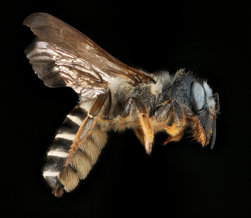 Megachile pugnata, the Pugnacious Leaf Cutter Bee