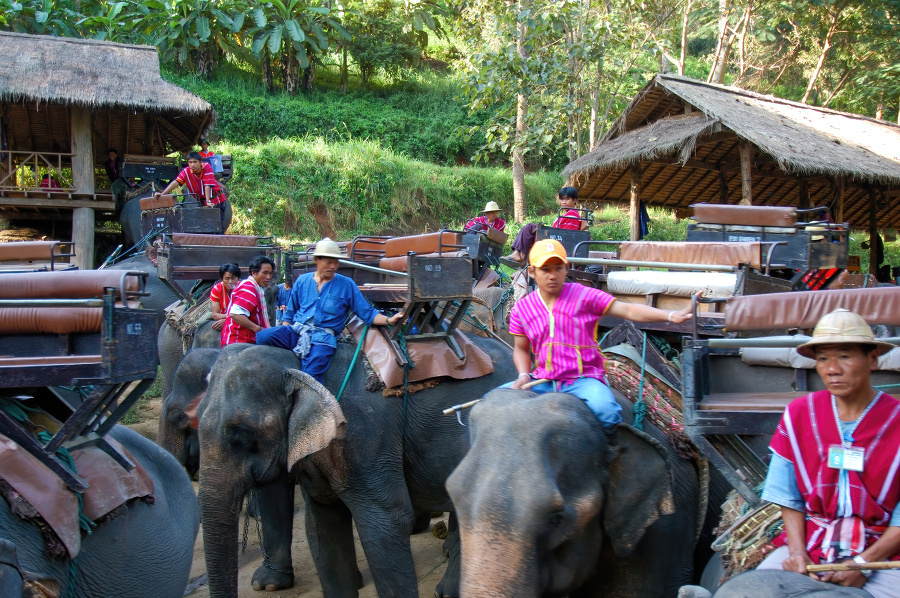 men preparing elephants at a camp thailand