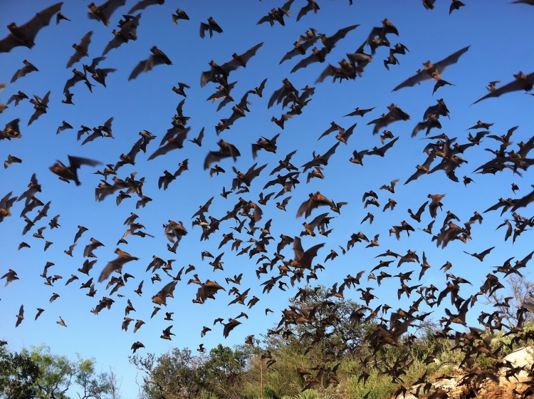 Mexican free tailed bats