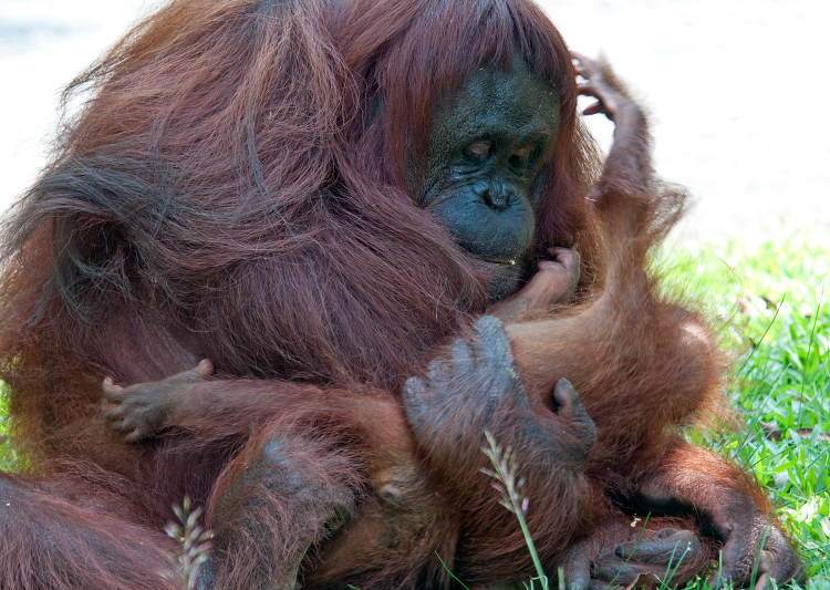 mom orangutan holds baby in her arms