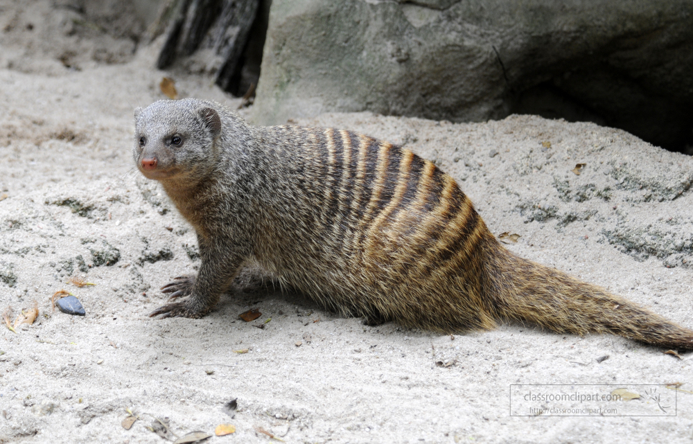mongoose look to its side shows off long tail
