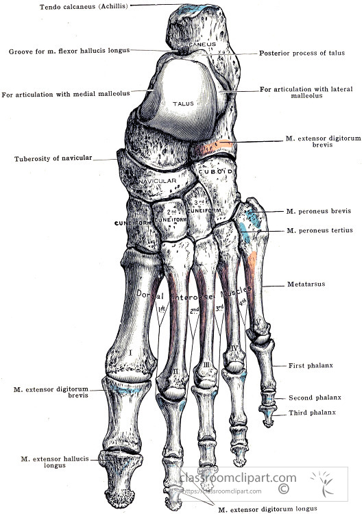 Anatomy Illustrations-Morris human anatomy Bones of the Left Foot