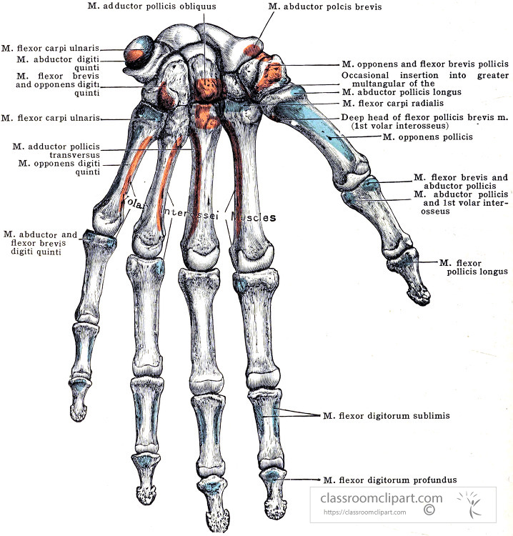 Morris human anatomy Bones of the Left Hand