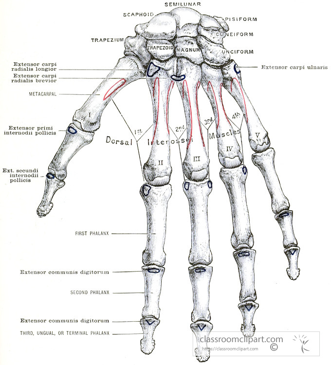 Morris human anatomy Left Hand Dorsal surface