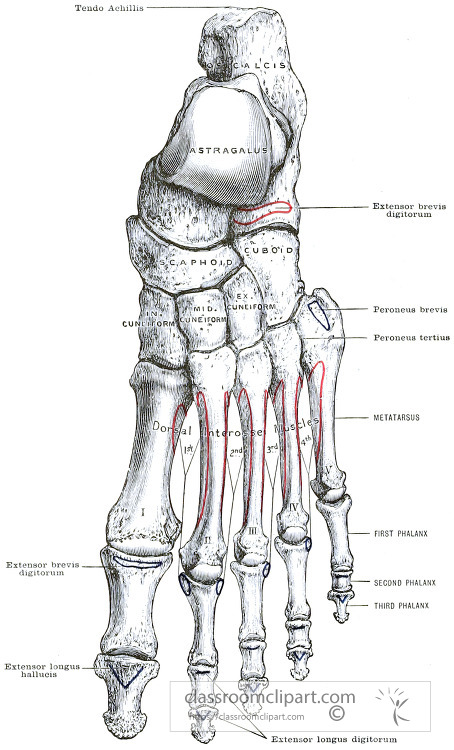 Morris human anatomy The Left Foot Dorsal surface