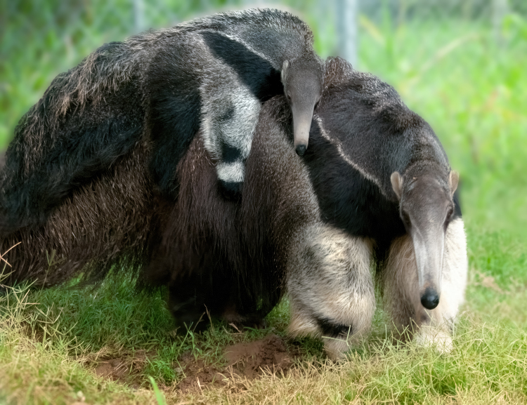 mother and baby anteater exploring natural habitat
