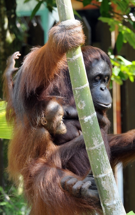 mother with child orangutan
