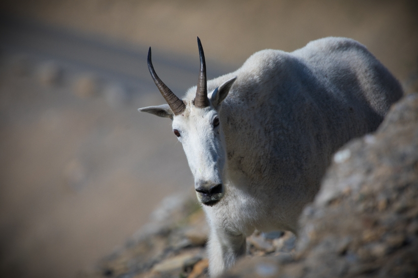 mountain goat on the rocky cliffs montana