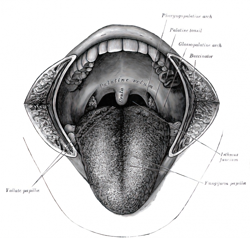 mouth cavity human anatomy