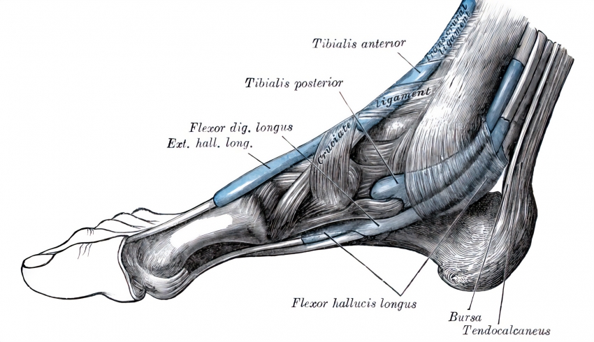 Muscles of the sole of the foot medial aspect human anatomy