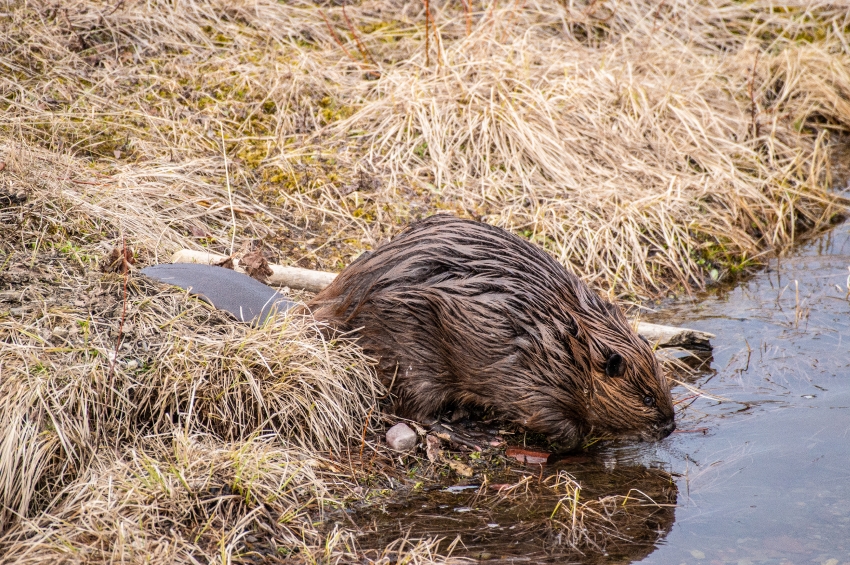 north american beaver on shoreline