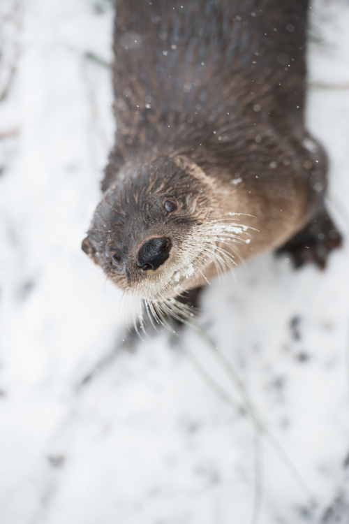 North American River Otter in the snow