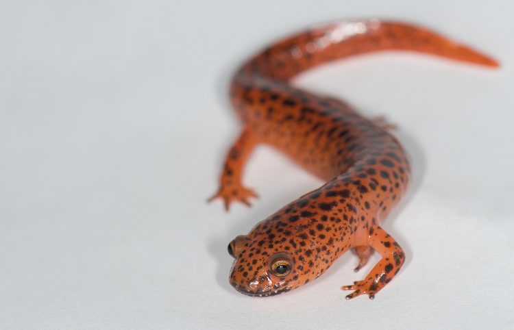 Northern Red Salamander on white background