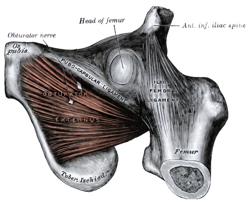 obturator externus human anatomy