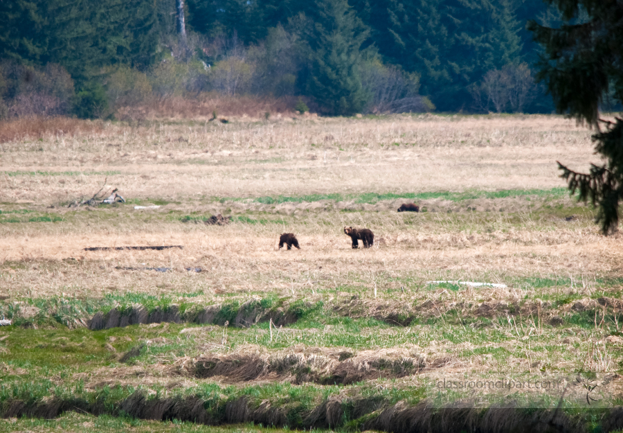 open field with bear cubs playing  in the distance alaska