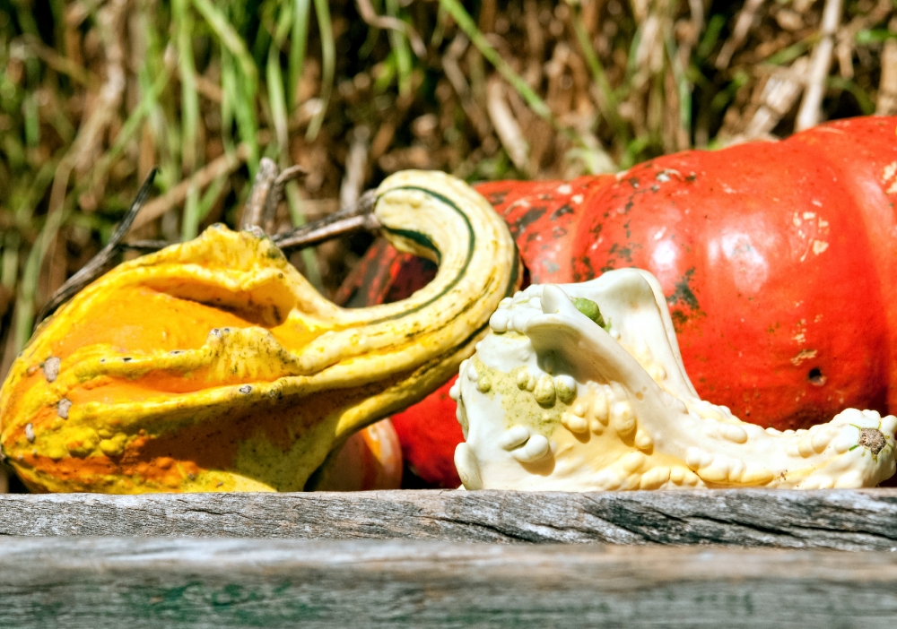 orange pumpkins with gourds fall decorations