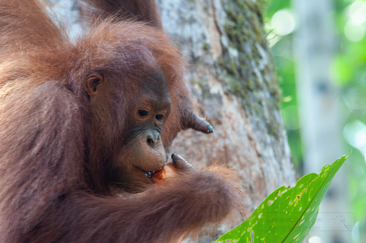 orangutan in a tree eating