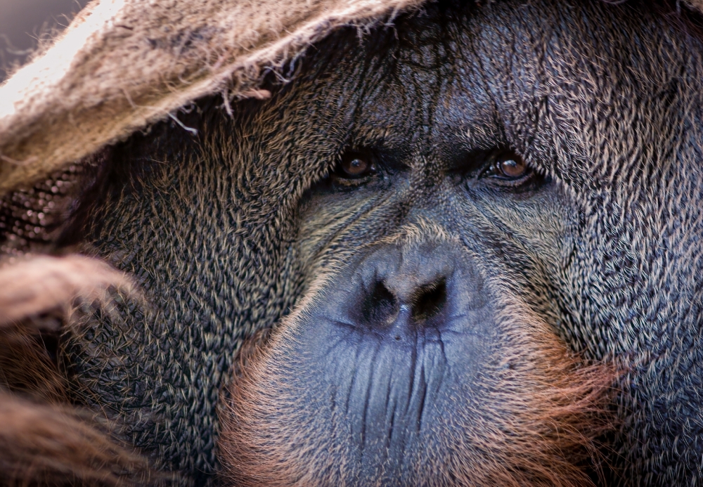 orangutan shows face_092a