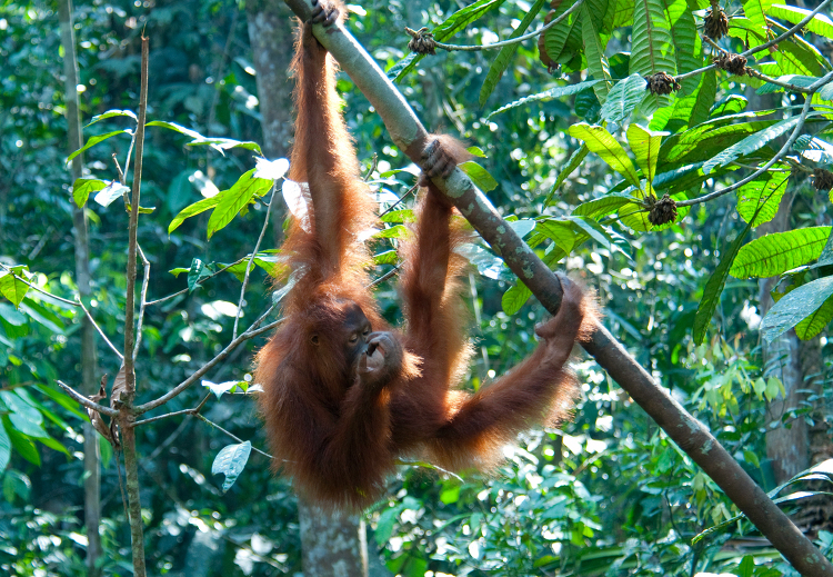 orangutan uses strong feet to hang upside down